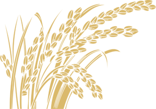 世界粮食日金色麦穗手绘简图